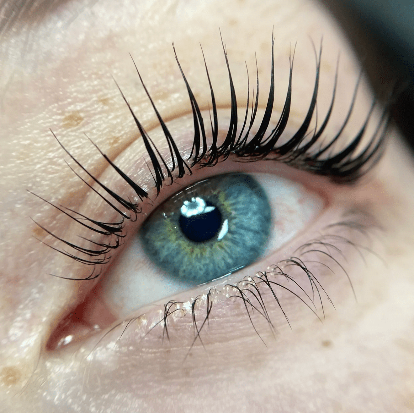Online Conversion - Elleeplex Profusion Lash & Brow Lamination - Shannon Boyle